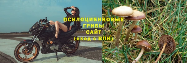 гашик Кодинск